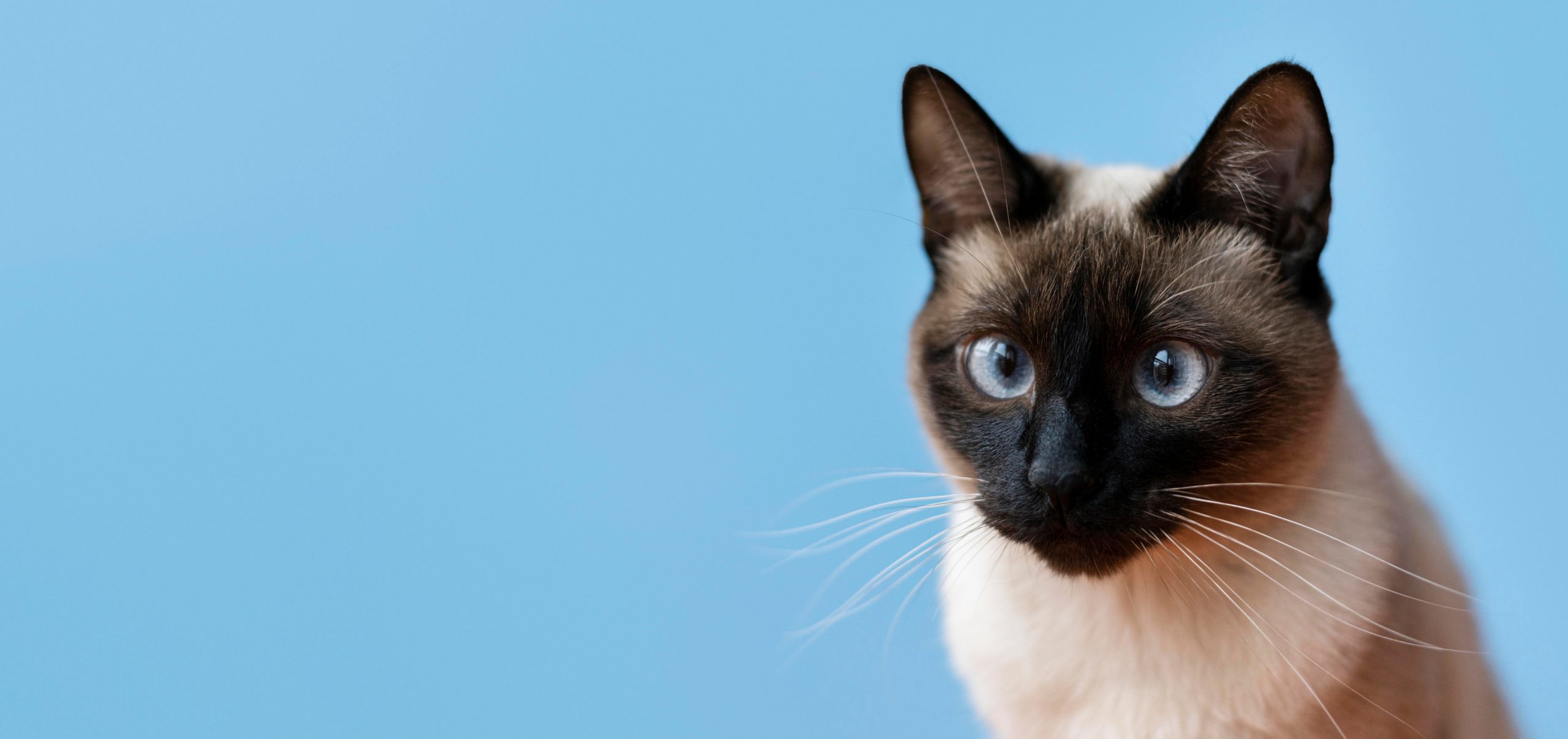 cat with blue background